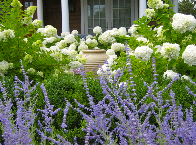 belas combinações de cores paleta de cores jardim hortênsia branco lavanda roxo