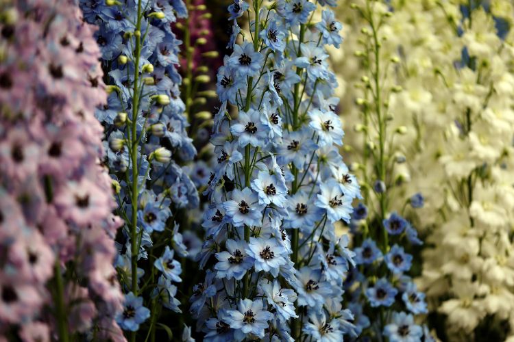 belas combinações de cores paleta de cores do jardim azul amarelo roxo