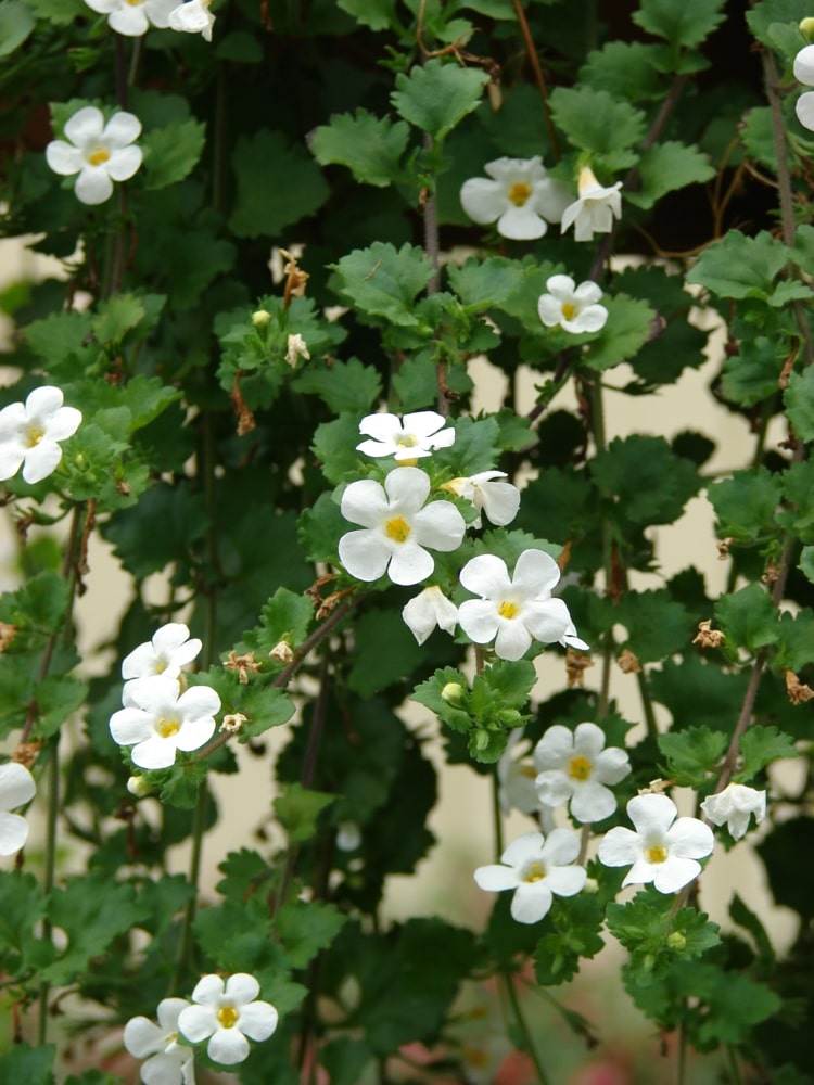 Flores penduradas para o jardim, terraço ou varanda na cor branca