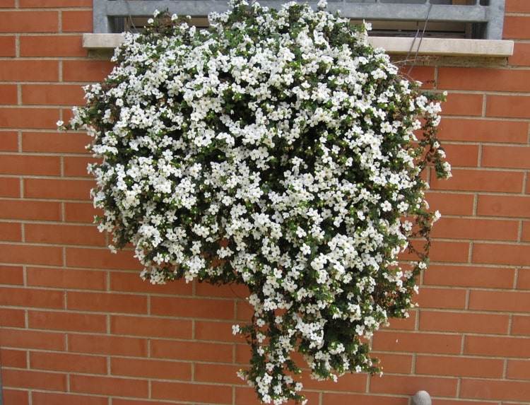 Combine flores de floco de neve - flores brancas, rosa ou roxas como acentos no arranjo