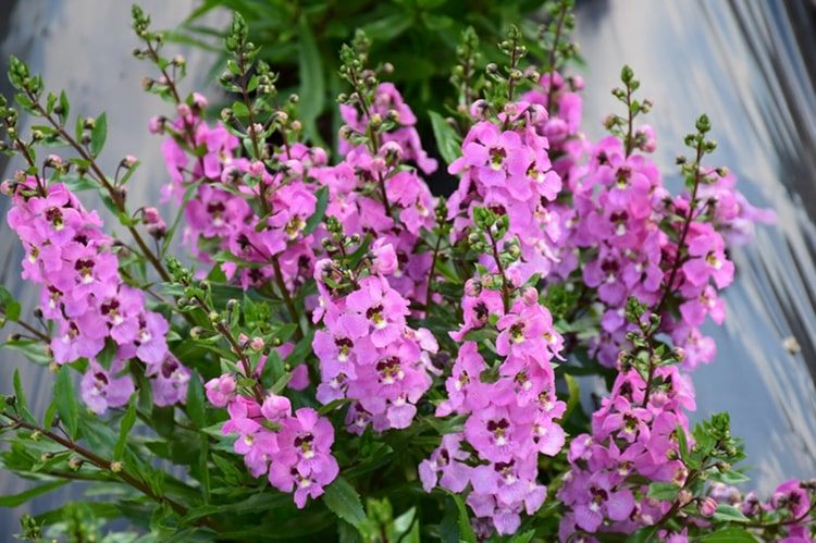 Flor de floco de neve combinada com Angelonia angustifolia com inflorescências parecidas com uvas