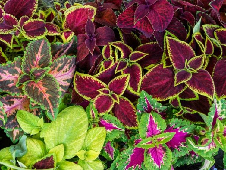 Combine a flor do floco de neve com a urtiga colorida (coleus) para uma bela combinação com as cores da flor e da folha