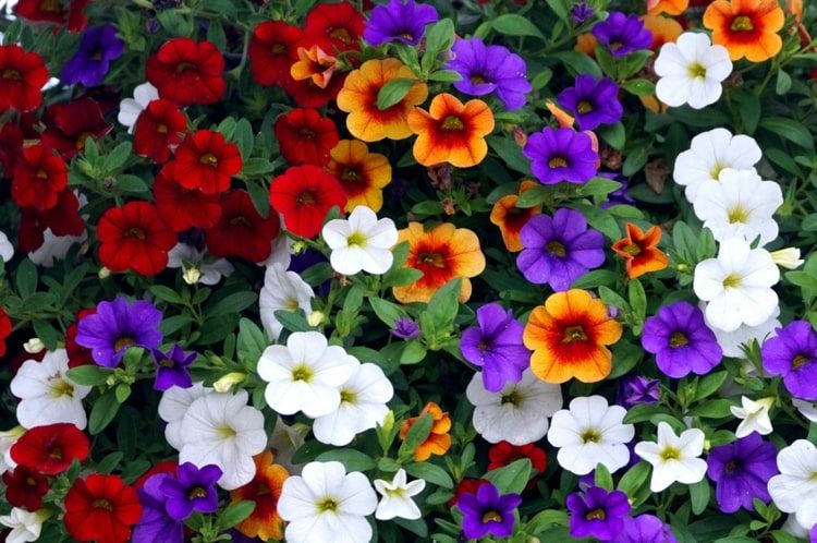 Combine flor de floco de neve com Calibrachoa - mistura colorida de cores