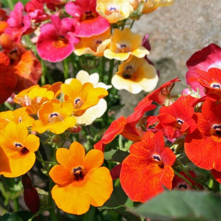 Flor de floco de neve combinada com espelho elfo (Nemesia), que lembra o amor-perfeito