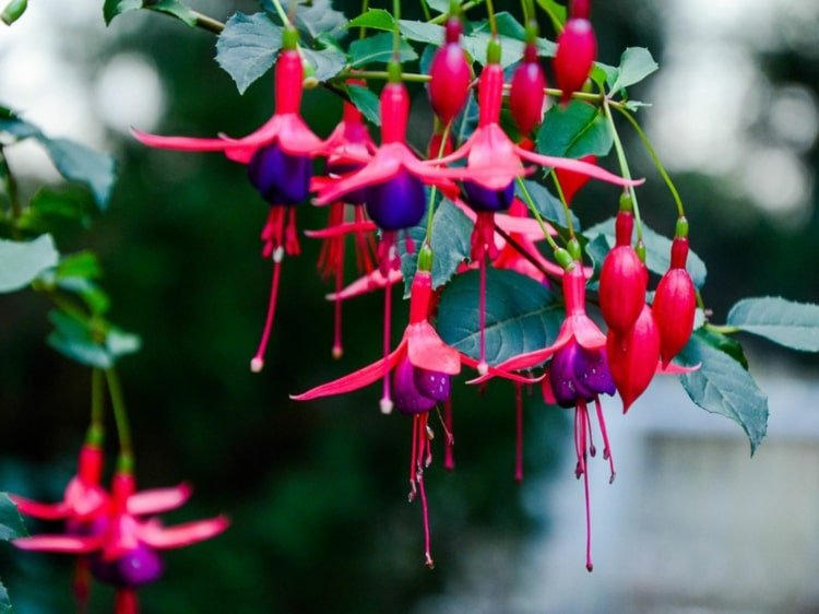 Fúcsia com flores penduradas como parceira da Bacopa