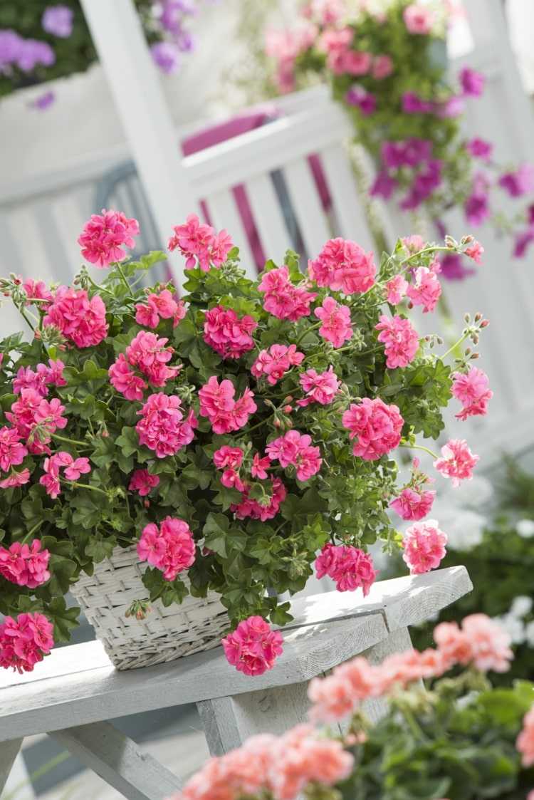 Plante gerânios em pé (Pelargonium) em uma cesta com flores de floco de neve