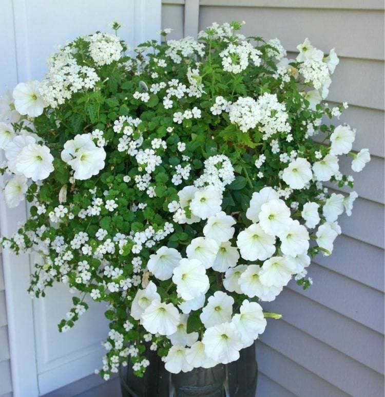 Petúnias (Petúnia) para fazer flores de floco de neve - misture flores grandes e pequenas