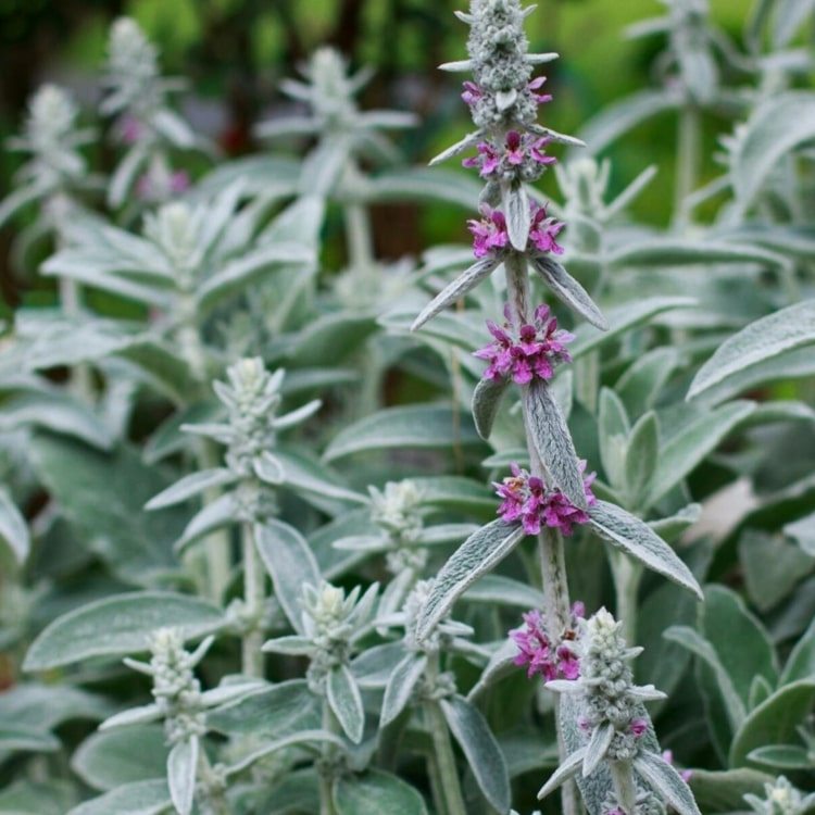 Wollziest (Stachys byzantina) com folhas verde-prata e inflorescências vermelhas ou rosa