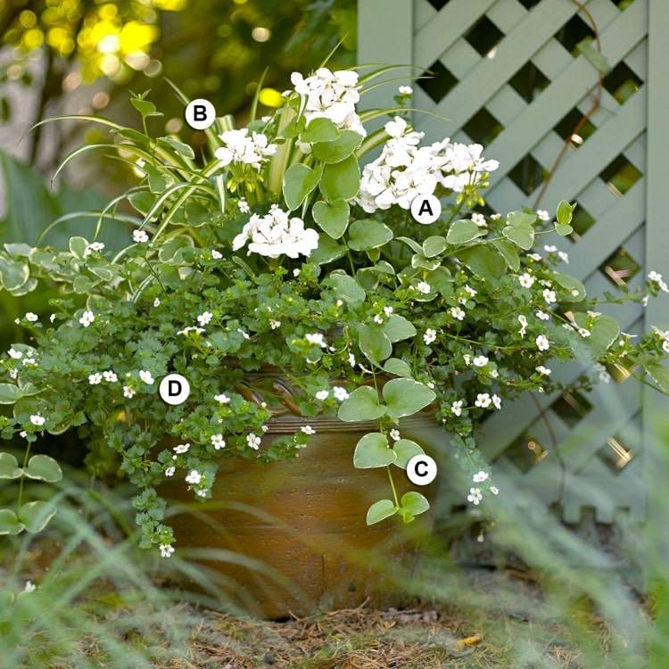 Gerânios, perenes, lírio verde, flores de floco de neve para um arranjo verde-branco