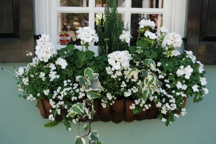 Gerânios e amores-perfeitos brancos, espargos, hera e espelhos élficos na floreira em frente à janela