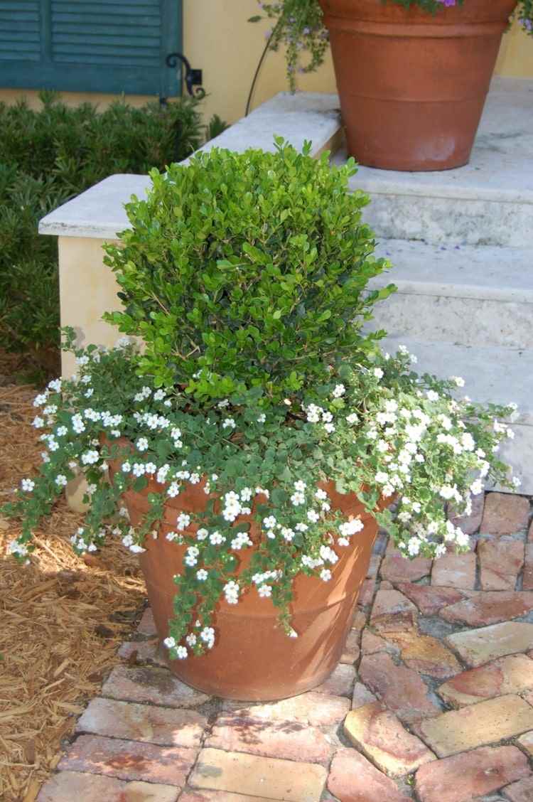 Combine flores de floco de neve com buxo no balde na área de entrada