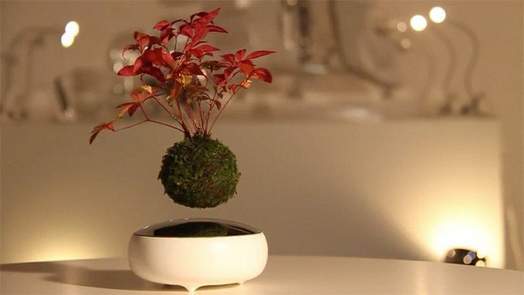 flutuante-bonsai-árvores-ímã-tigela-raiz bola-distância