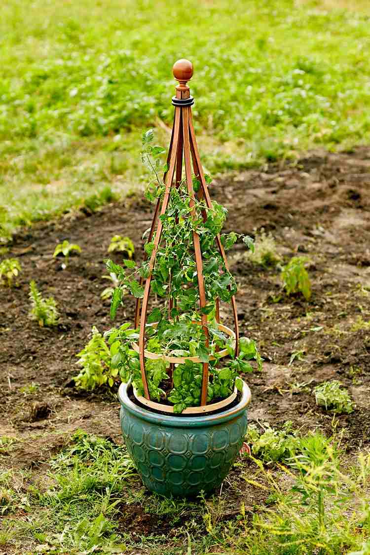 Construa você mesmo um auxiliar de escalada para tomates e manjericão no balde