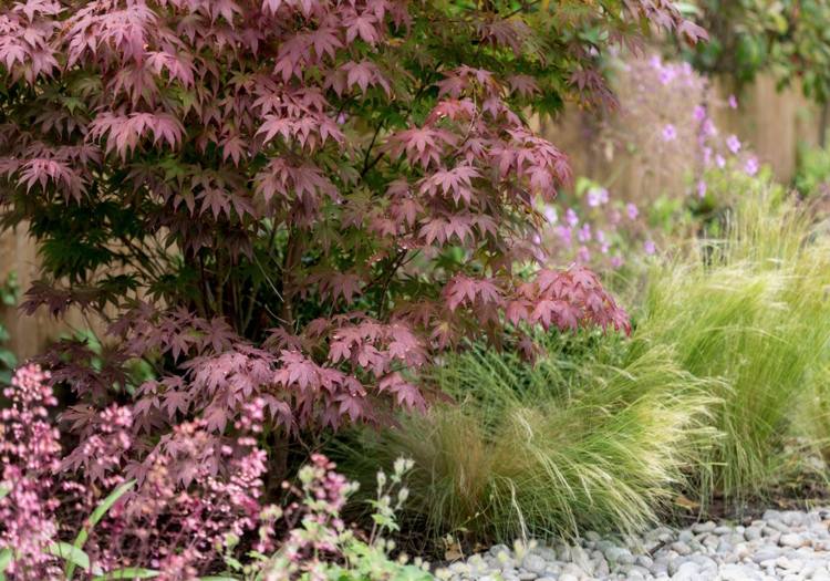 Gramíneas ornamentais, cascalho e bordo japonês são populares no jardim moderno