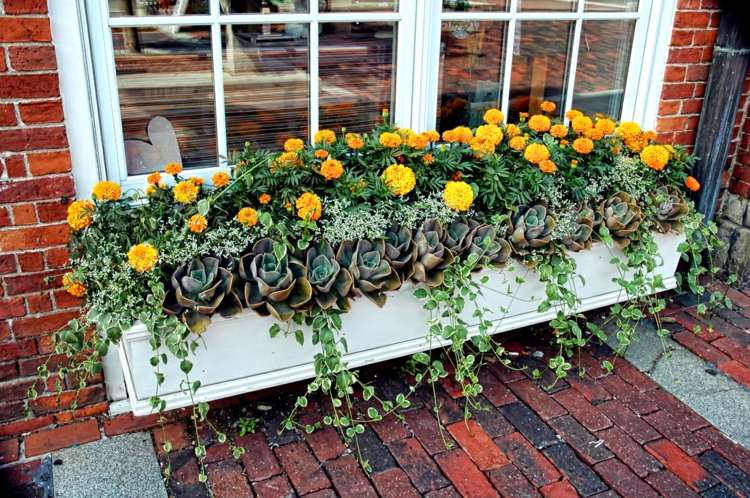 Caixas de flores com suculentas para decorar o peitoril da janela