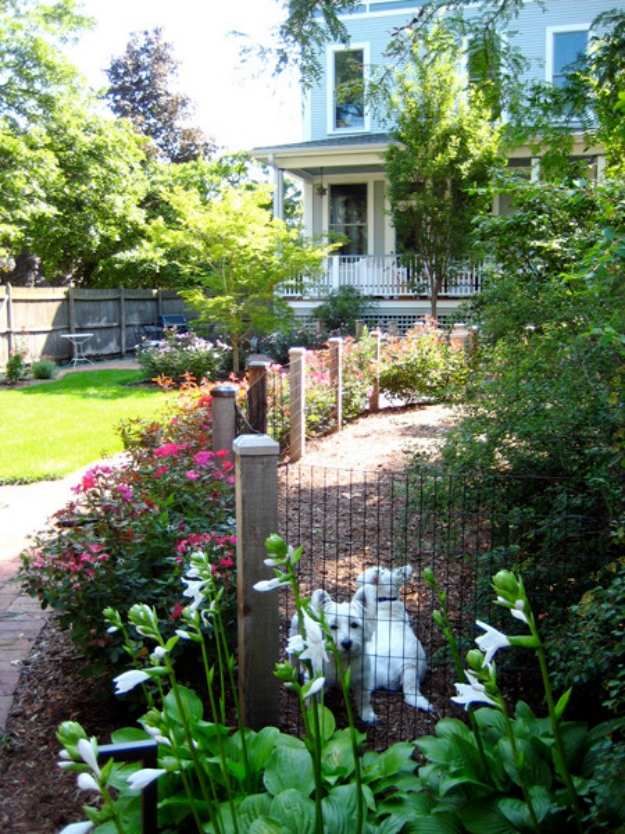 Crie ideias para plantar cercas de jardins para cães