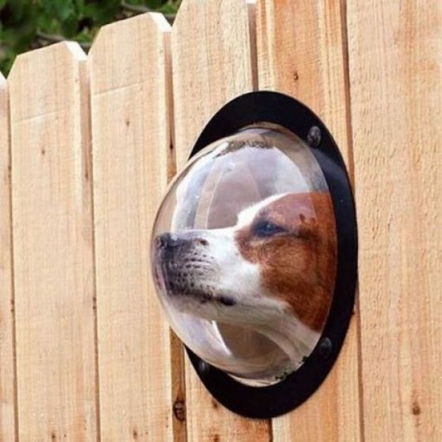 Idéias criativas de design de cerca de madeira para janela de cães