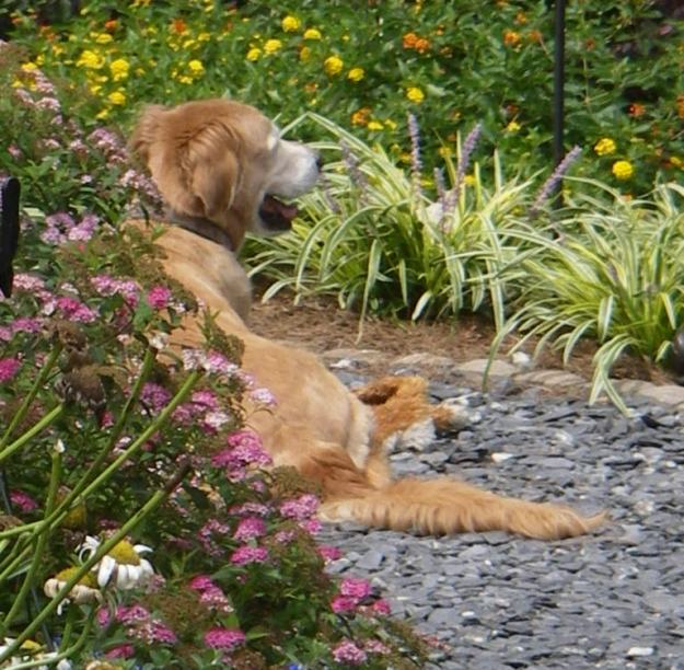 Pedras do caminho do jardim - crie ideias de alegria para cães