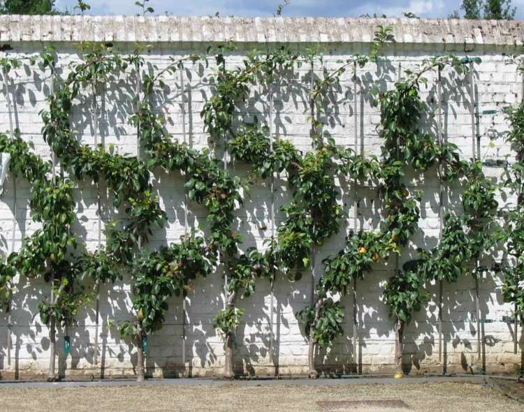 Espalier fruta no jardim corte-ideia-parede-branca-forma-folhagem