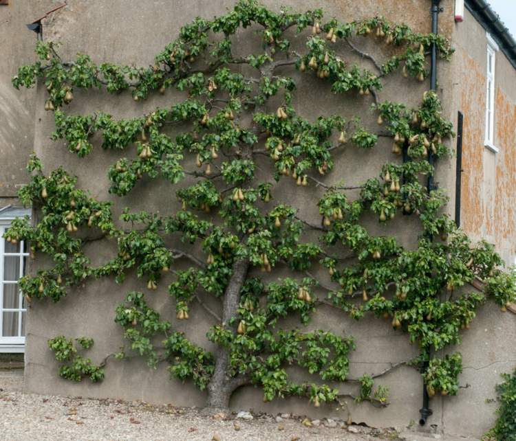 Espalier fruta no jardim-fachada-decoração-colheita-dicas-cuidado