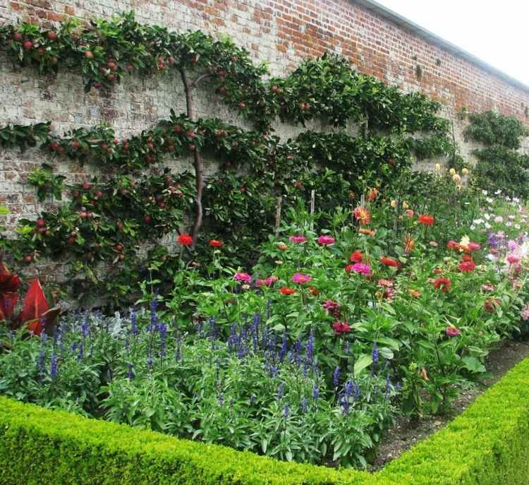 Frutas espalier no jardim plantação de rosas-ideias-cama-sebe