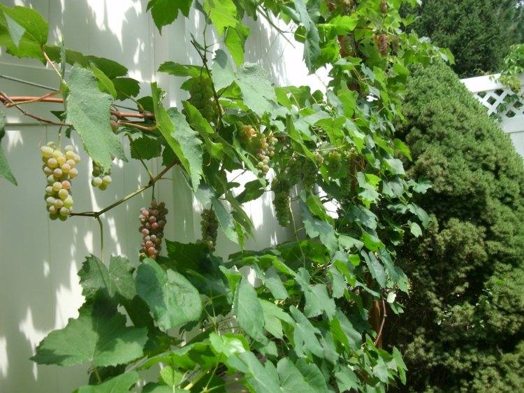 Espalier-frutas-jardim-uvas-verde-sul-atmosfera-terraço