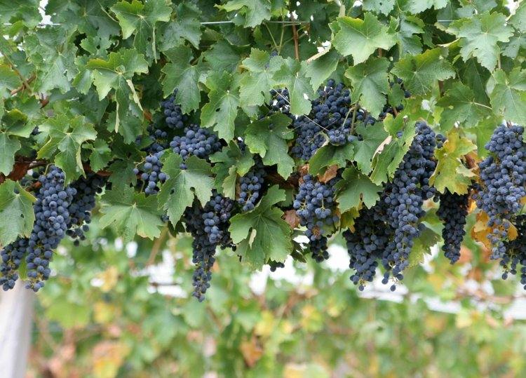 Espalier-fruit-garden-blue-grape-wine-pergola-idea-gardening