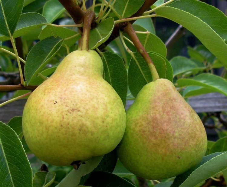 Espalier-fruta-jardim-formato-pera-fruta-deliciosa-fruta-árvore