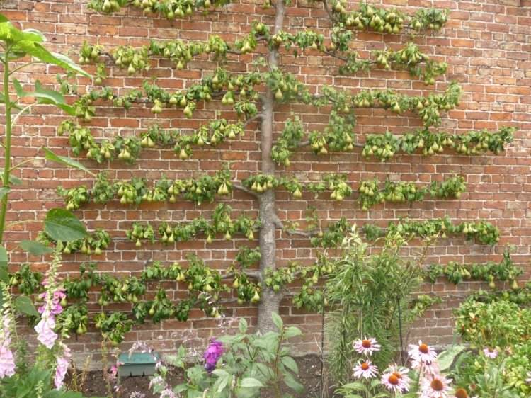 Espalier-fruit-garden-pear-fruits-sofisticado-idea-wall-clinker