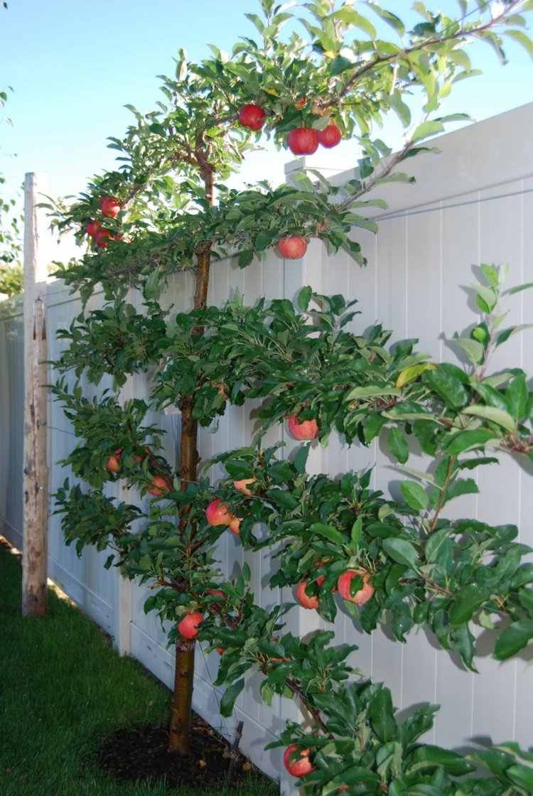 Espalier fruta no jardim pequenas-plantas-maçã-ideia-economia de espaço