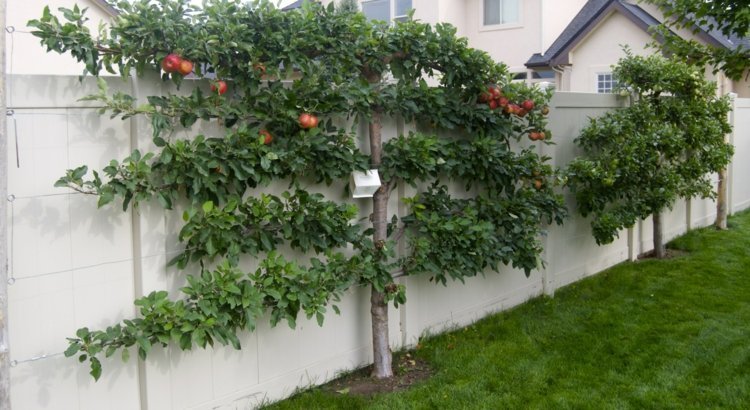 Espalier-fruta-jardim-maçã-árvore-cortada-madeira-cerca-branca