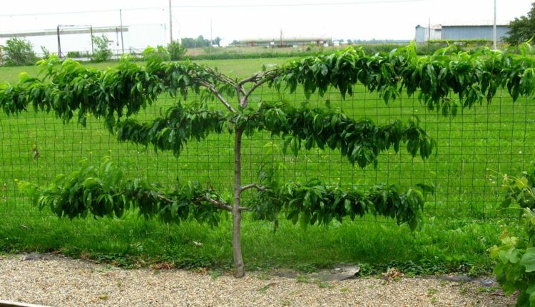 Espalier-fruit-garden-peach-wire-fence-blossom-early-field