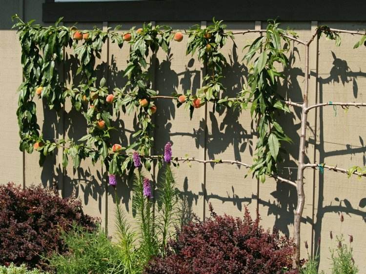 Treliça de frutas jardim projeto de parede treliça de madeira de pêssego