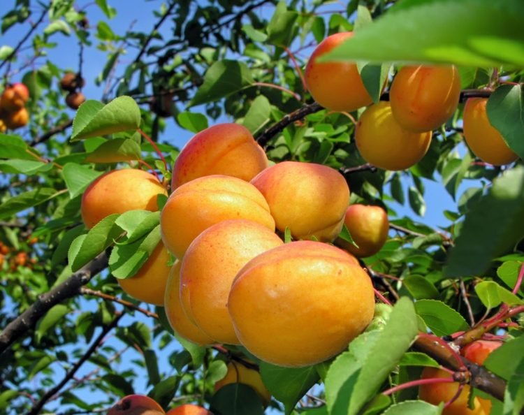 Espalier-fruit-garden-apricot-early-maduro-easy-care-summer-fruits