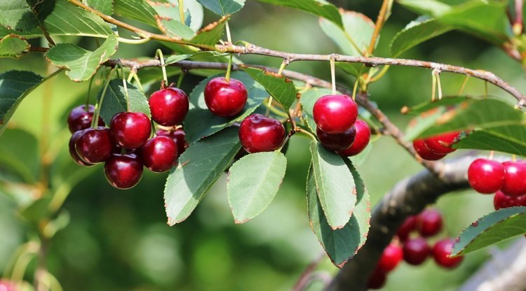 Espalier-fruit-garden-sour-cherry-undemanding-easy-care-dicas