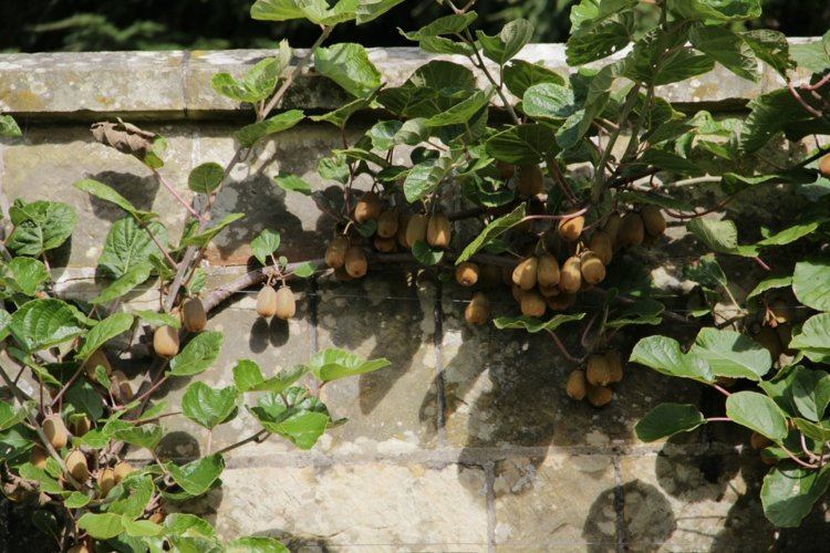 Espalier-fruta-jardim-parede-kiwi-alpinista-exótico