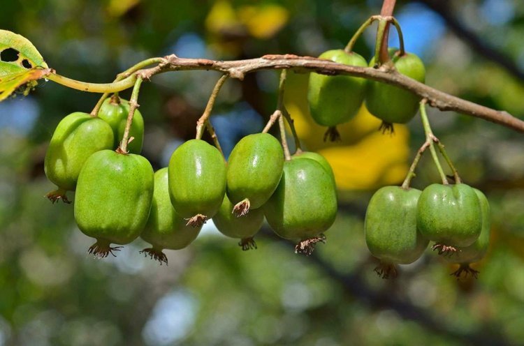 Espalier-frutas-jardim-design-kiwi-nutrição-vitaminas saudáveis