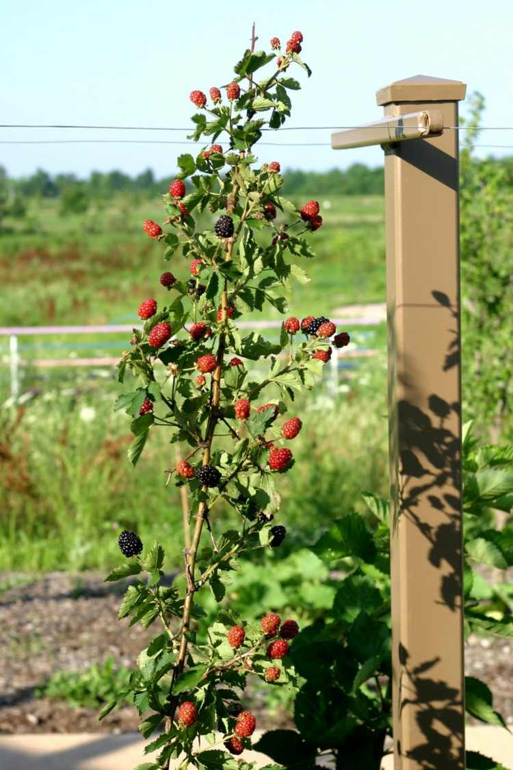 Espalier-fruit-garden-blackberry-wire-idea-easy-care-sun