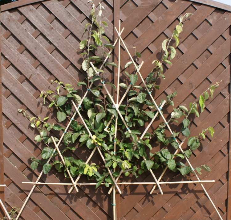 Espalier-frutas-jardim-marmelo-privacidade-tela-madeira-gavinha-decorar