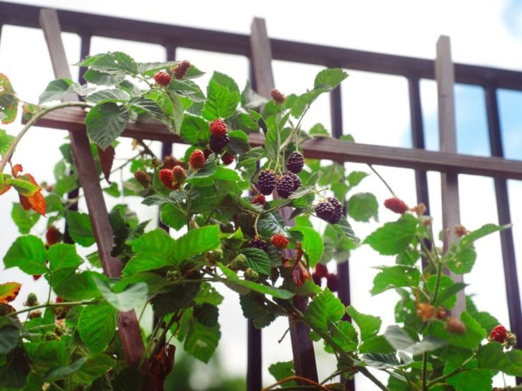 Espalier-fruit-garden-forest-fruit-blackberry-grid-idea-build-support