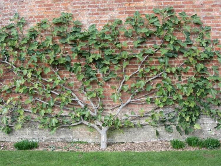 Espalier fruta no jardim fig-plantas-parede de tijolo-tela de privacidade