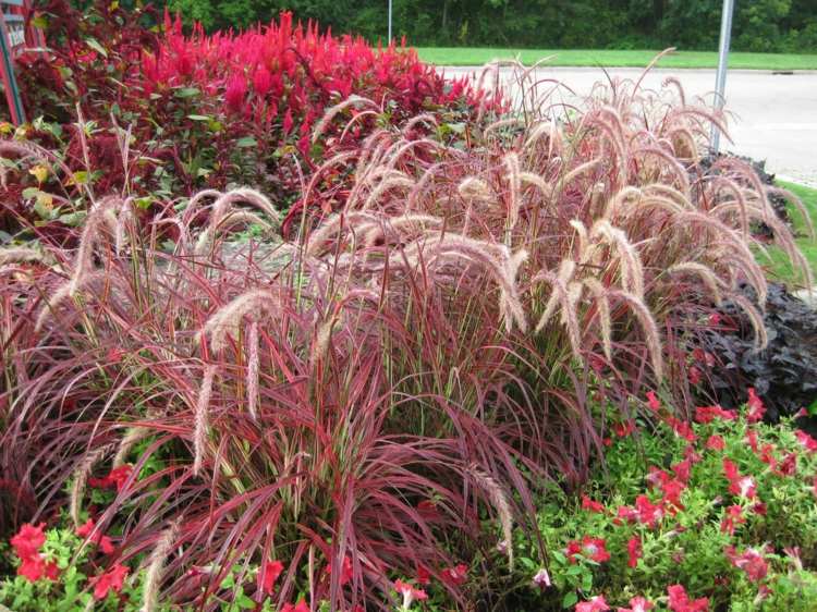 Fountain-grass-garden-decorative-rinning-plant-african