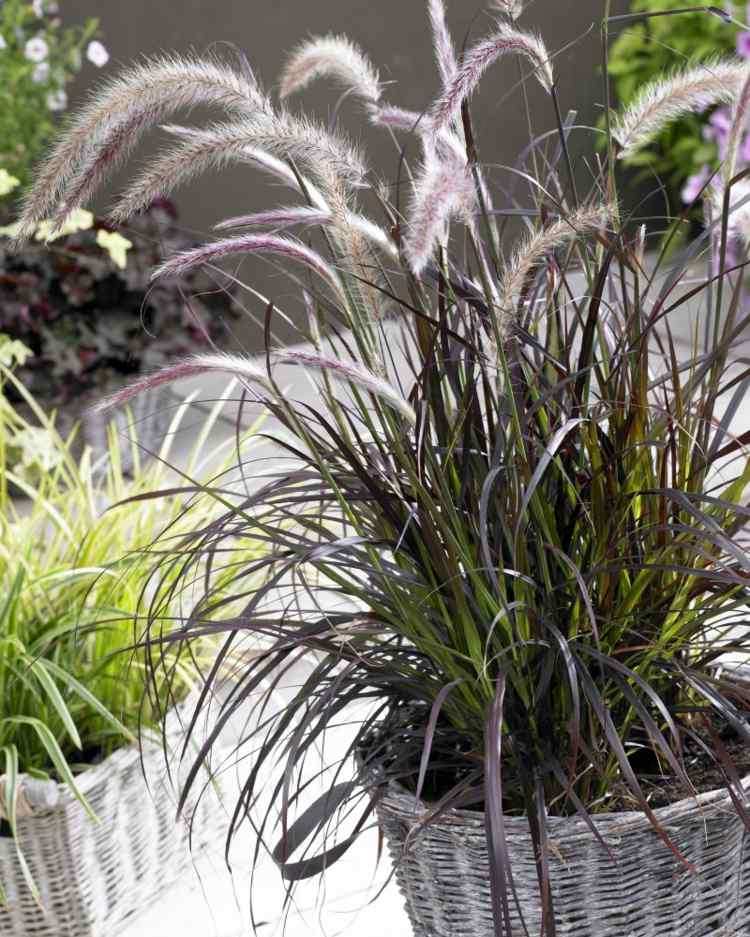 Fountain-grass-garden-flowerpot-basket-plants-roof-terraço-varanda
