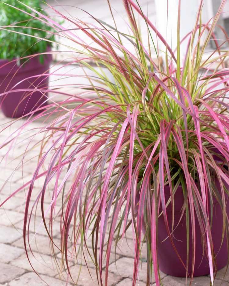 Fonte-grama-jardim-flor-vaso-folhas-verde-vermelho