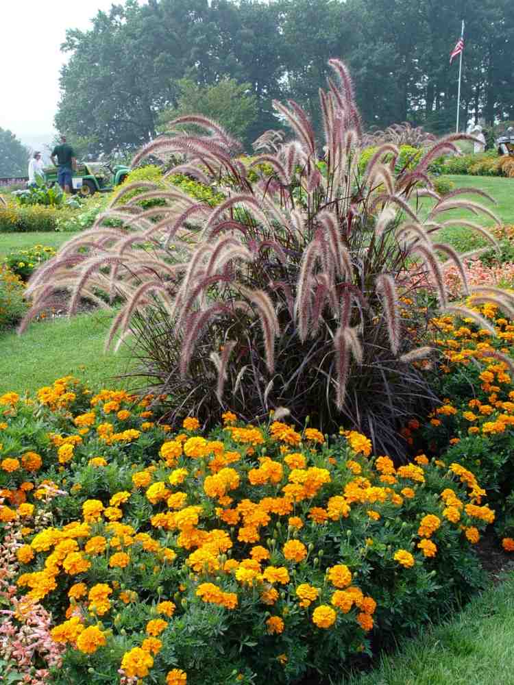Fonte-grama-jardim-estudante-flores-amarelo-laranja-canteiros