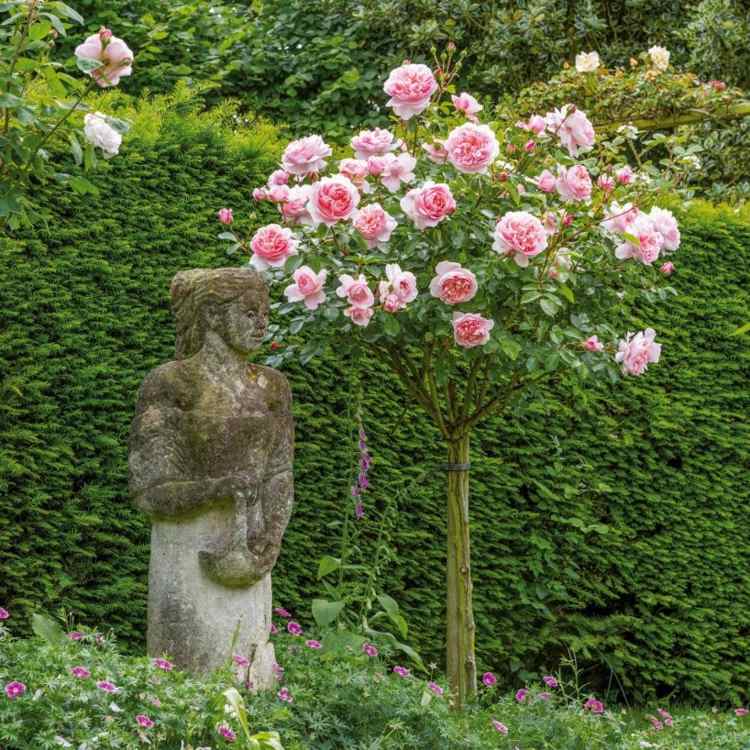 caule rosas plantas caule alto cuidado formato de coroa