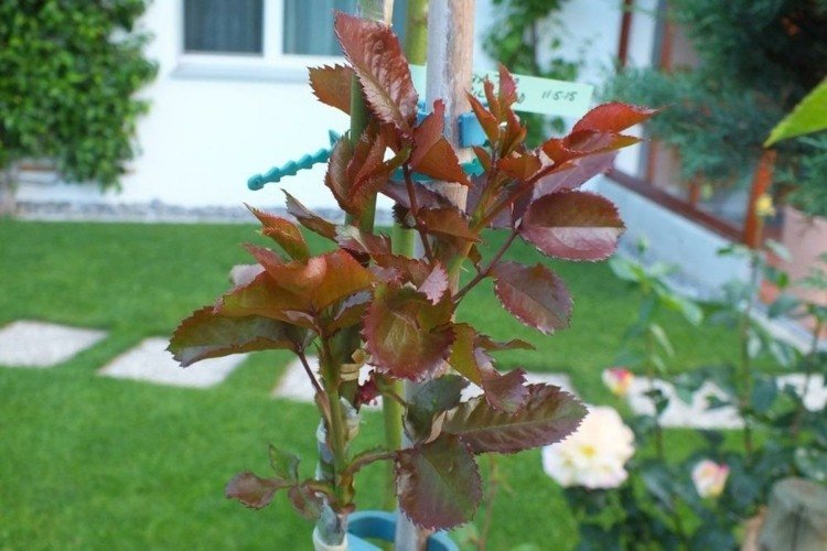 plantas de jardim enxertadas com caule alto crescendo