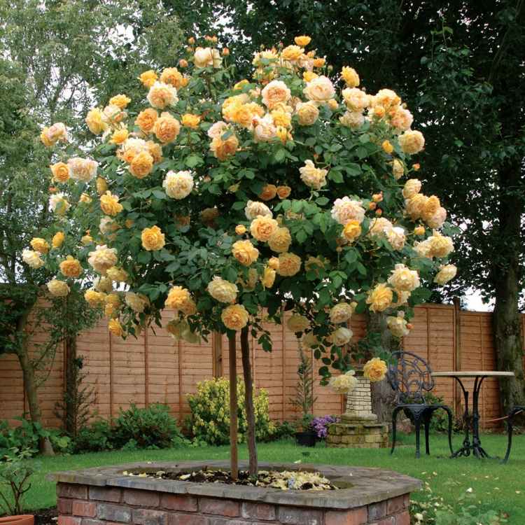 celebração dourada variedade caule plantas rosas jardim