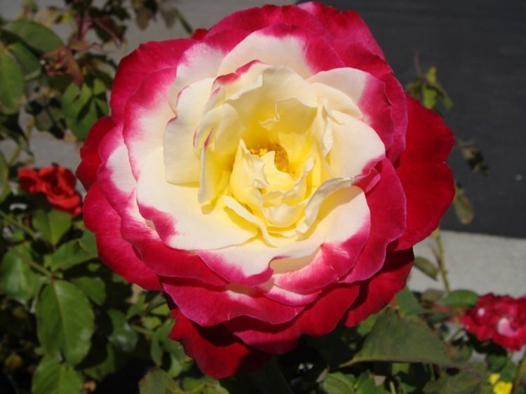 padrão de rosas variedade de plantas duplo deleite bicolor