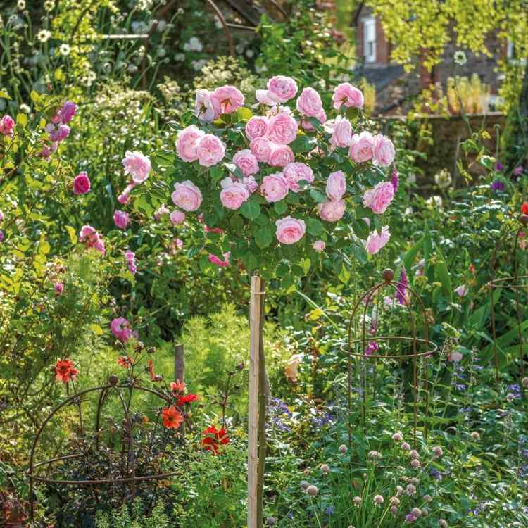 olivia rose austin meio-caule rosas plantas rosa coroa esférica